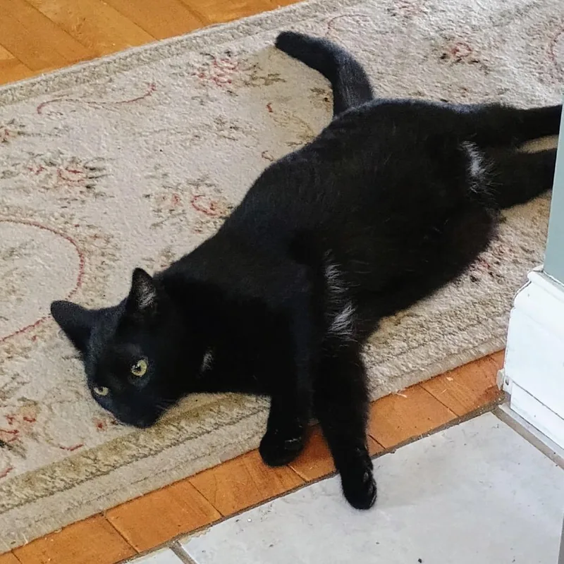 A young small-sized male Black Domestic Short Hair cat named Beat Busker for adoption in Eaton Rapids, MI