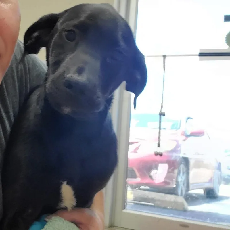 A baby medium-sized female Black Labrador Retriever dog named Kendall for adoption in Farmington, MO