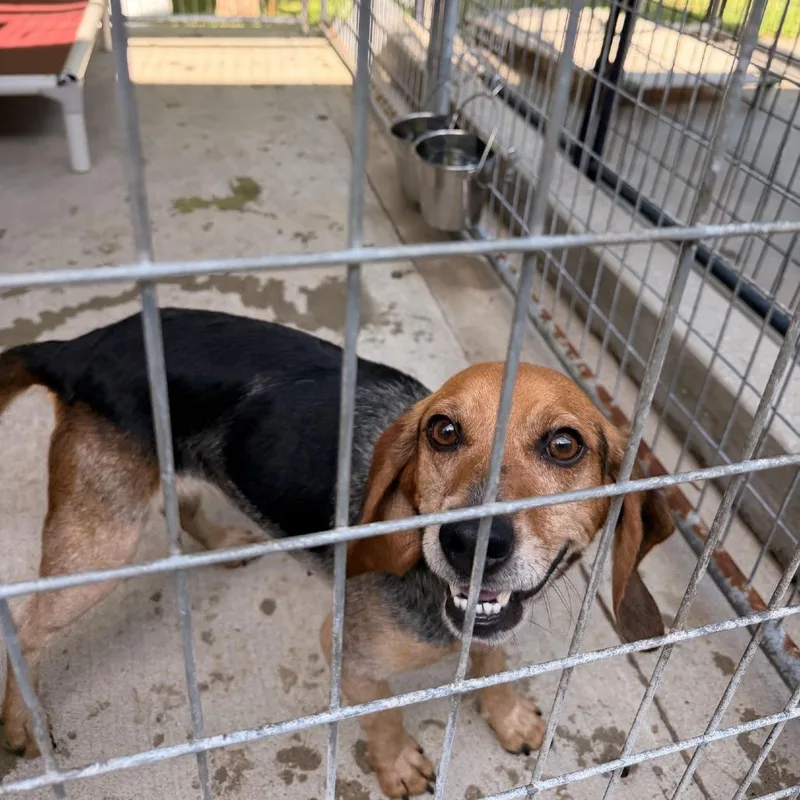A senior medium-sized female Brown / Chocolate Beagle dog named Hazel for adoption in Columbus, NC