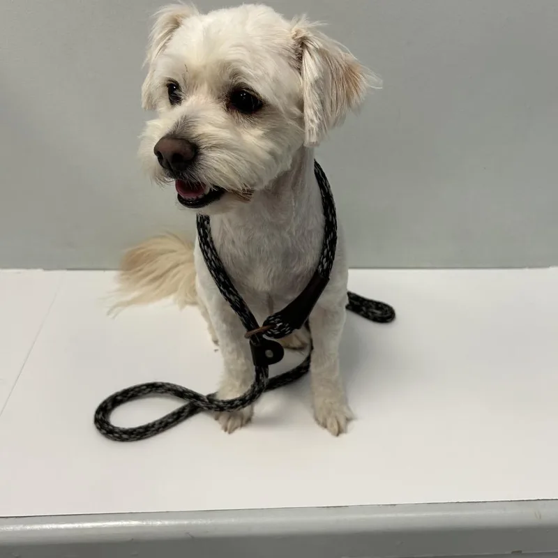 A senior small-sized male White / Cream Maltese dog named Benjamin James for adoption in Houston, TX