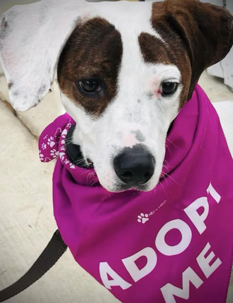 A young medium-sized female German Shorthaired Pointer dog named Sadie for adoption in Alexandria, VA