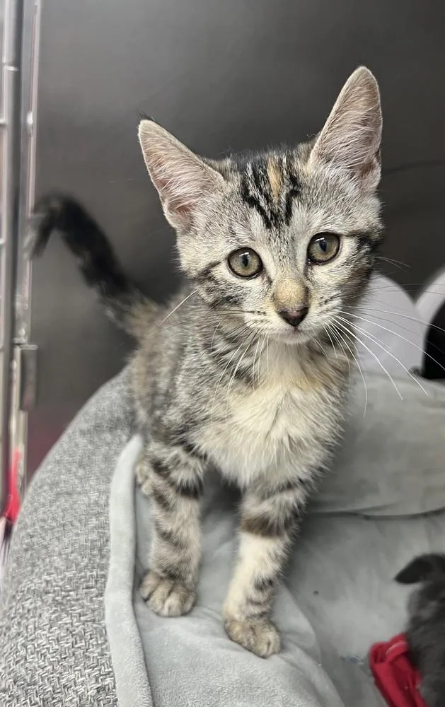 A baby small-sized female Tabby cat named Chai for adoption in Stockton, CA