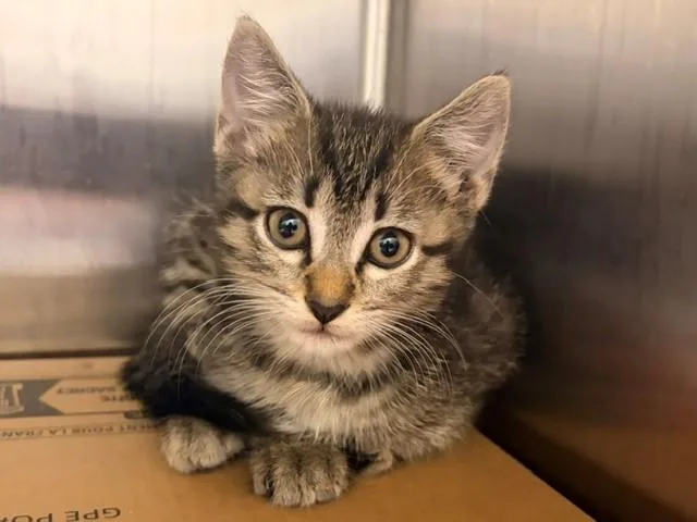 A baby small-sized female Domestic Short Hair cat named Chloe for adoption in Baytown, TX