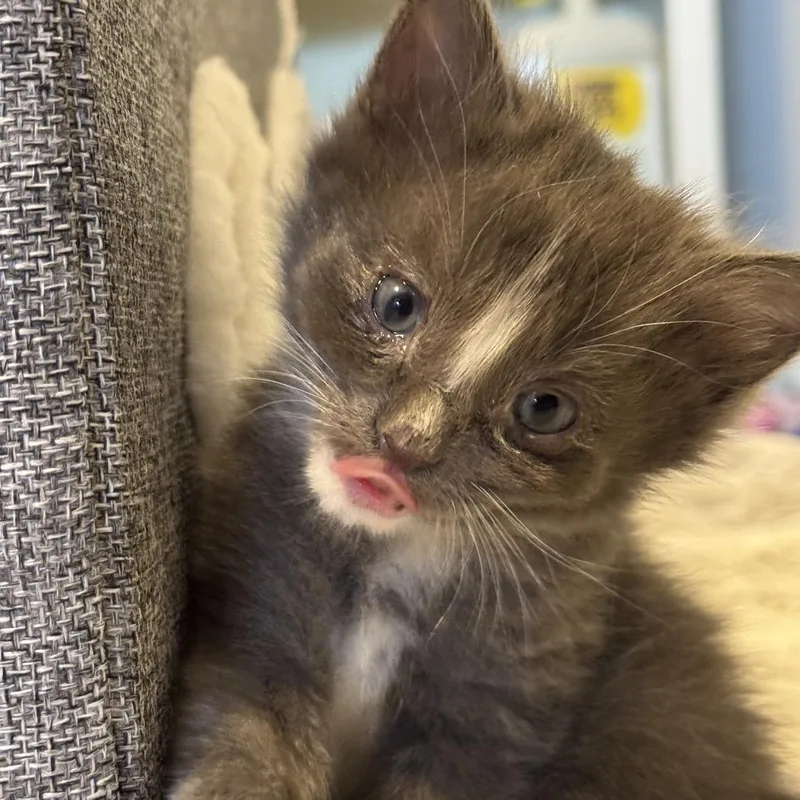 A baby small-sized male Gray / Blue / Silver Domestic Short Hair cat named Parmesan for adoption in Wichita, KS
