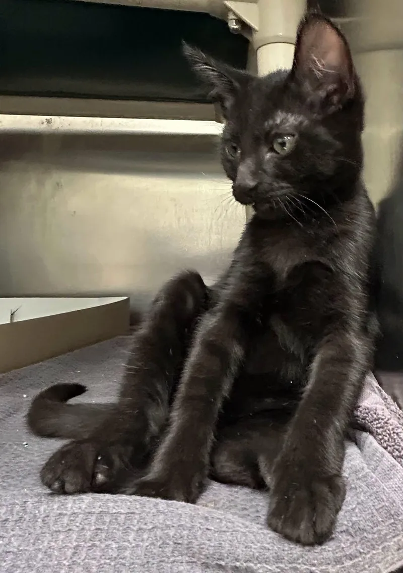 A baby medium-sized male Black Domestic Short Hair cat named Leo for adoption in St. Augustine, FL