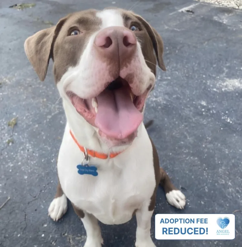 A young medium-sized female Red / Chestnut / Orange Pit Bull Terrier dog named Ella for adoption in Naperville, IL