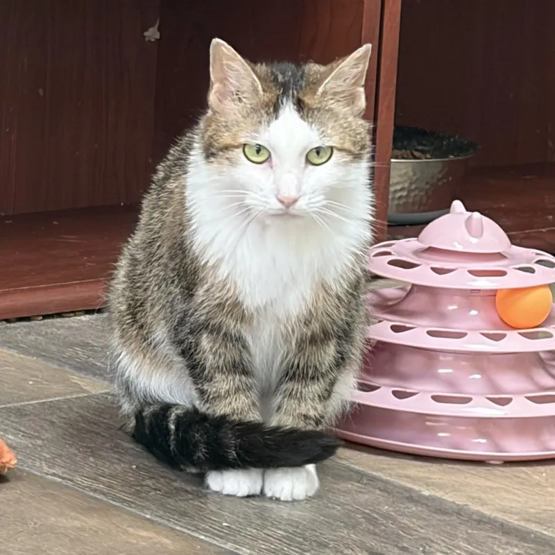 A young medium-sized female Brown / Chocolate Domestic Short Hair cat named Wheat for adoption in Bloomington, IL