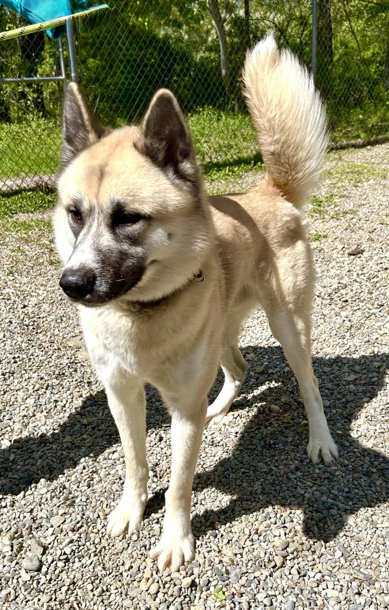 An adult large-sized male Akita dog named Onyx for adoption in Warren, NJ