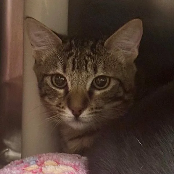 A baby small-sized female Domestic Short Hair cat named Hydra for adoption in Walnut Creek, CA