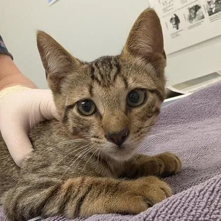 A baby small-sized male Brown / Chocolate Domestic Short Hair cat named Private for adoption in Jacksonville, FL
