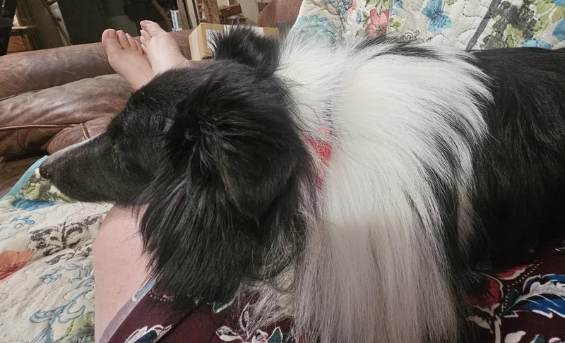 An adult small-sized female Black Shetland Sheepdog / Sheltie dog named Grace for adoption in New Albany, IN