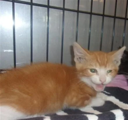 A baby small-sized male Domestic Medium Hair cat named Dolly for adoption in Van Nuys, CA