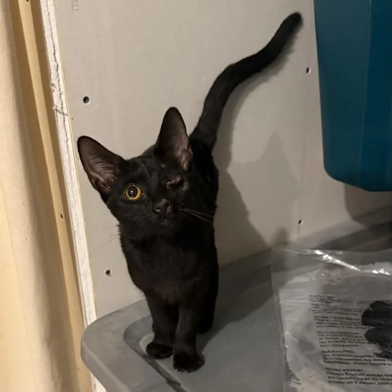 A baby small-sized male Black Domestic Short Hair cat named Dixon for adoption in Antioch, CA