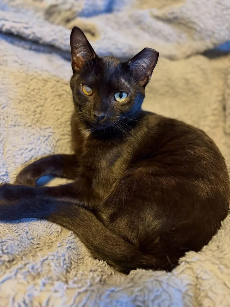 A baby medium-sized male American Shorthair cat named Brave for adoption in Massillon, OH