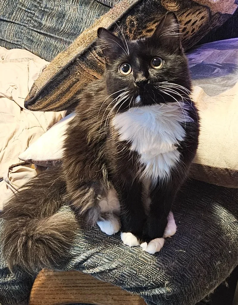 A young medium-sized female Domestic Medium Hair cat named Hylia for adoption in Seven Valleys, PA