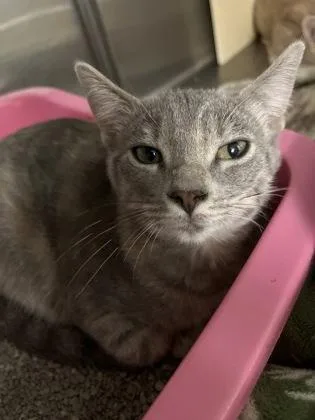 A baby medium-sized female Domestic Short Hair cat named Pearl for adoption in Picayune, MS