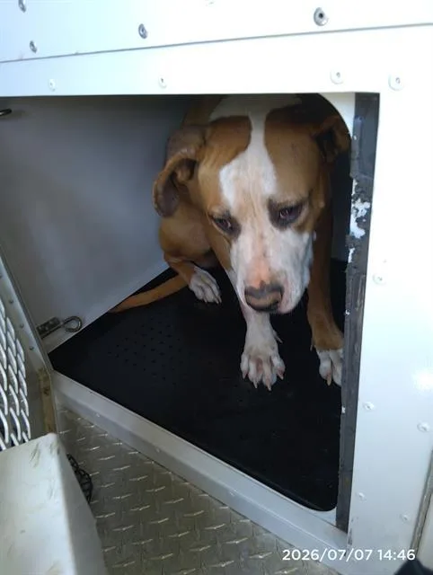 An adult medium-sized female Pit Bull Terrier dog named A for adoption in Charlotte, NC
