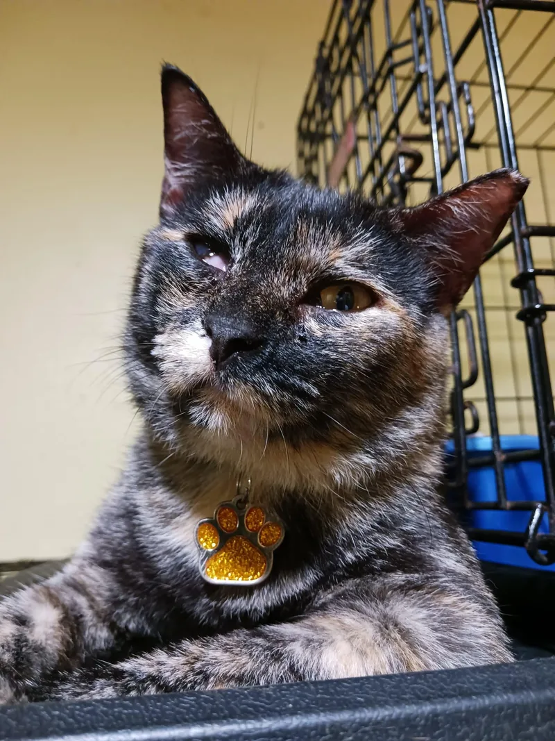 A young medium-sized female Torbie Domestic Short Hair cat named Anmitsu for adoption in San Juan, PR
