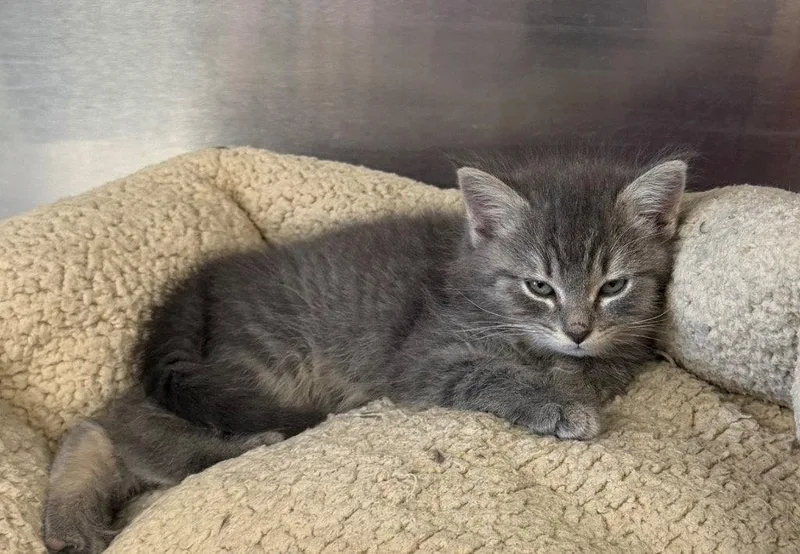 A baby small-sized female Domestic Short Hair cat named NikkiLu for adoption in Saint George, UT