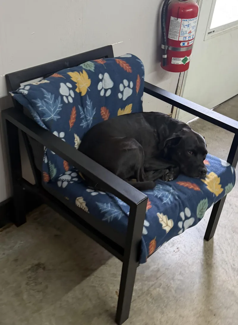 An adult medium-sized male Black Labrador Retriever dog named Dracula for adoption in Grove, OK