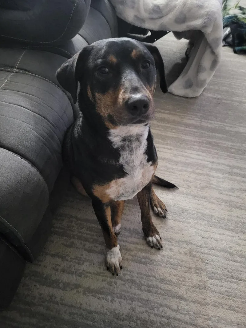 Dexter  In Maine thumbnail 3