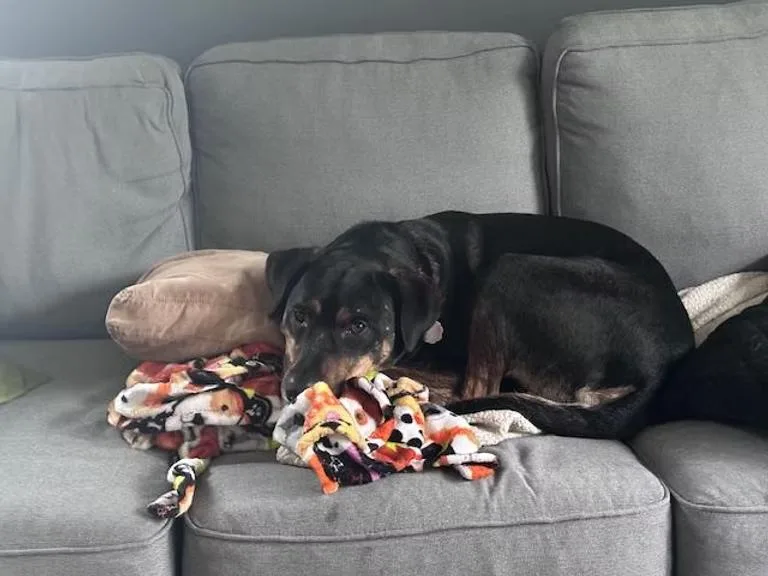 Dexter  In Maine thumbnail 4