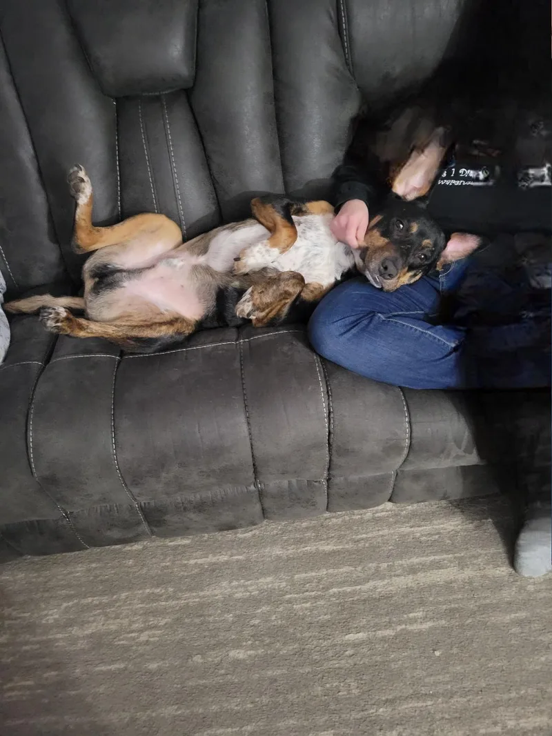 Dexter  In Maine thumbnail 5