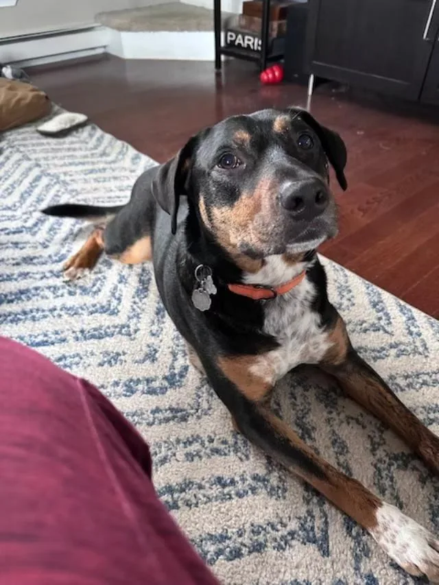 Dexter  In Maine thumbnail 6