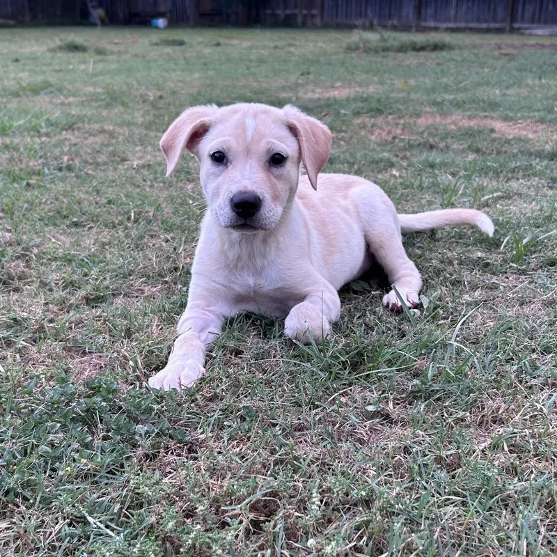 A baby medium-sized female Apricot / Beige Labrador Retriever dog named Wonder for adoption in Bastrop, TX