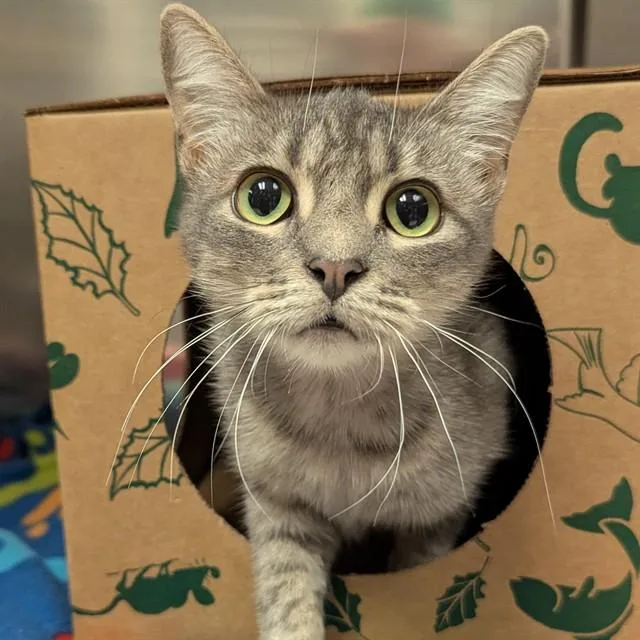 A young medium-sized female Domestic Short Hair cat named Catelyn for adoption in Olivette, MO