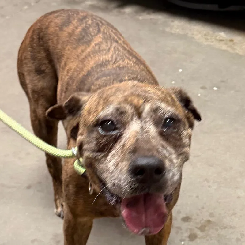A senior medium-sized female Brindle Pit Bull Terrier dog named Merida for adoption in Yuma, AZ
