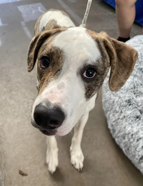 A young large-sized male Mixed Breed dog named Choco for adoption in Dallas, TX