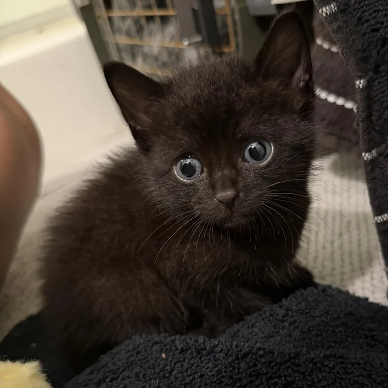 A baby medium-sized male Black Domestic Short Hair cat named Bear for adoption in Tampa, FL