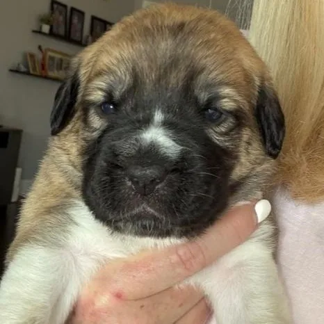 Princess Jasmine thumbnail 2