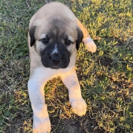 Princess Jasmine thumbnail 3