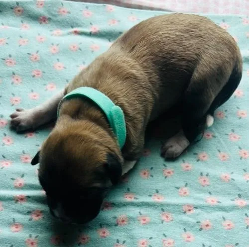 Princess Jasmine thumbnail 4