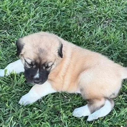 Princess Jasmine thumbnail 5