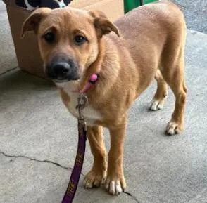 A baby medium-sized female Shepherd dog named Molly for adoption in Mocksville, NC