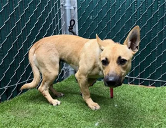 A young medium-sized female German Shepherd Dog dog named Lumi for adoption in Downey, CA