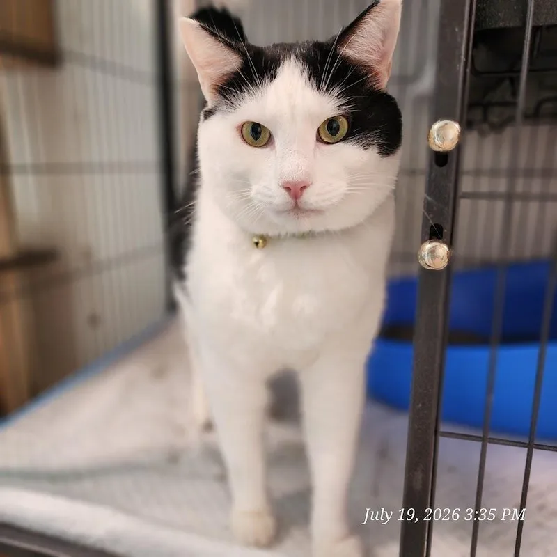 An adult extra large-sized female Black Domestic Short Hair cat named Bean for adoption in Toms Brook, VA