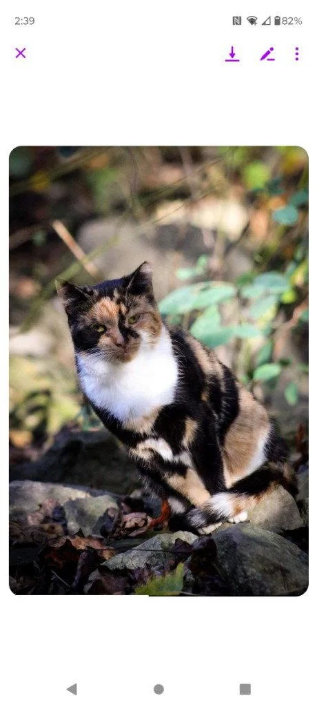 An adult medium-sized female Domestic Short Hair cat named Violet for adoption in Cromwell, KY