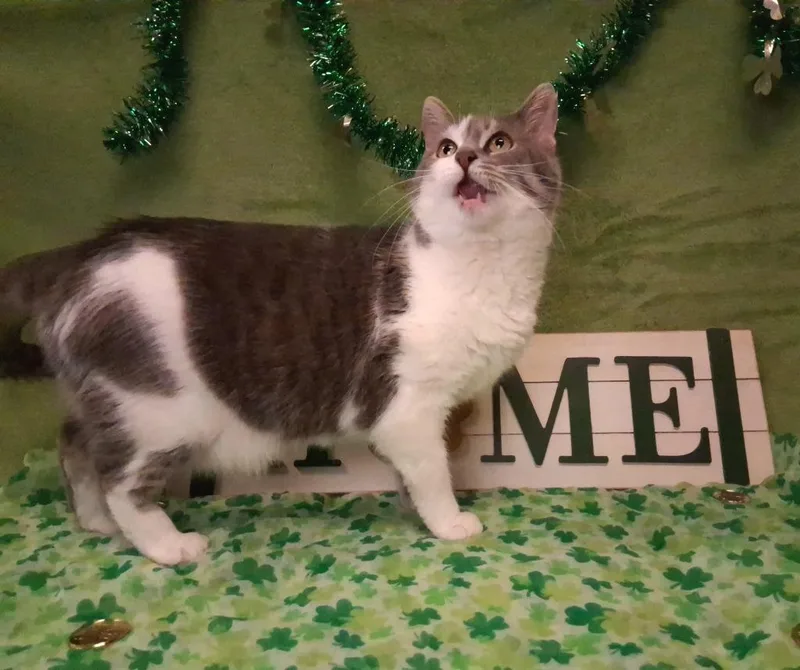 An adult medium-sized female Domestic Short Hair cat named Mama for adoption in Wintersville, OH