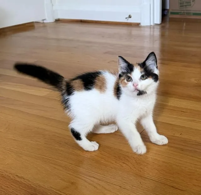 A young medium-sized female Domestic Short Hair cat named Ember for adoption in Baltimore, MD