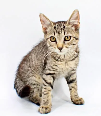 A baby small-sized male Domestic Short Hair cat named Chandler for adoption in Morton Grove, IL