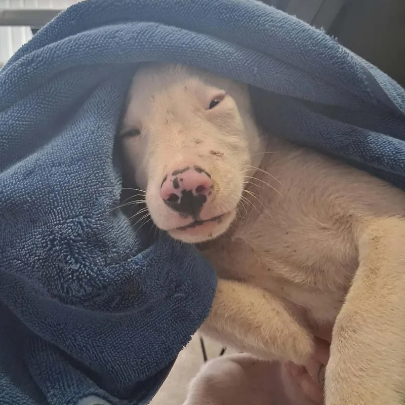 A baby small-sized female White / Cream Husky dog named Zara for adoption in Bastrop, TX
