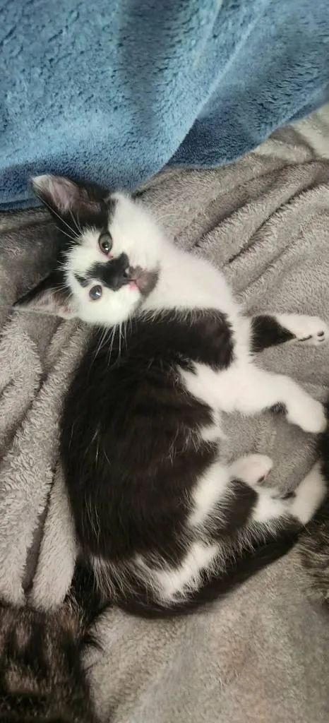 A baby medium-sized male Domestic Short Hair cat named Jax for adoption in Miami, OK