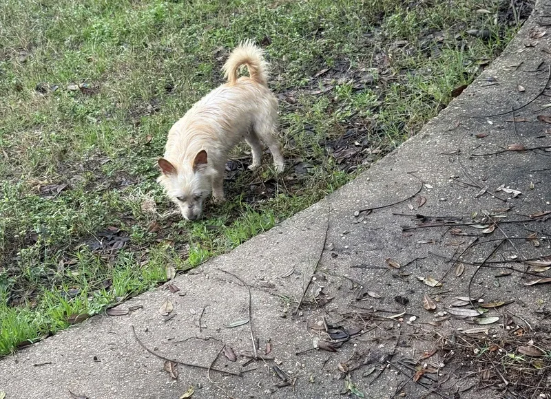 Humphrey Scruffy Sweetheart thumbnail 2