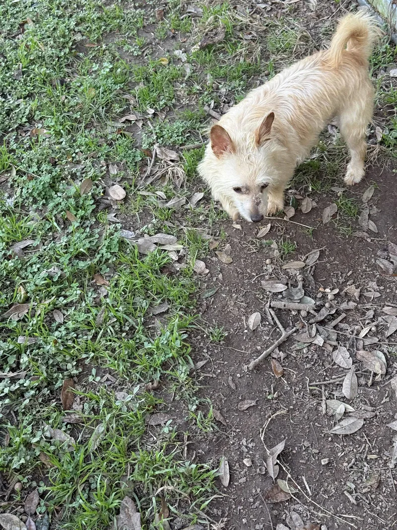 Humphrey Scruffy Sweetheart thumbnail 3