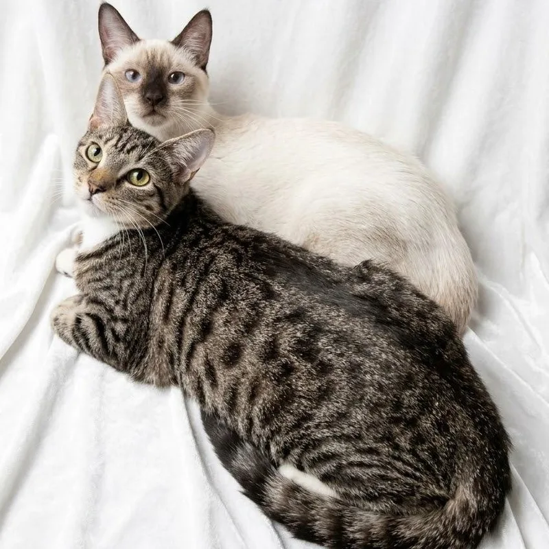 A baby small-sized female Siamese cat named Suki and Shiloh for adoption in Miami, FL