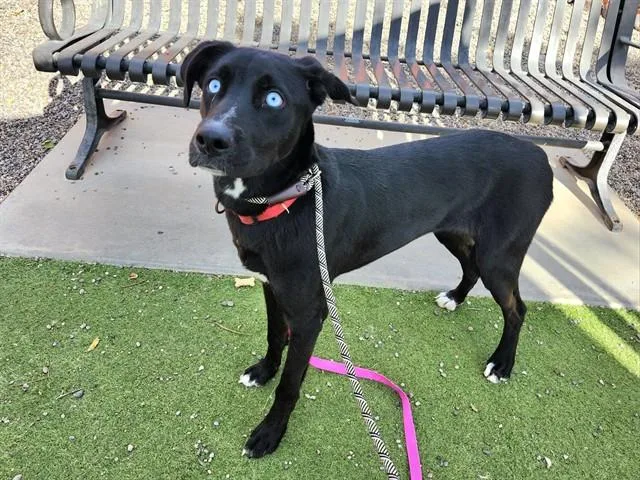 A young large-sized male Border Collie dog named Kazaam for adoption in Phoenix, AZ